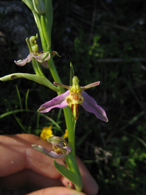 Ophrys apifera
